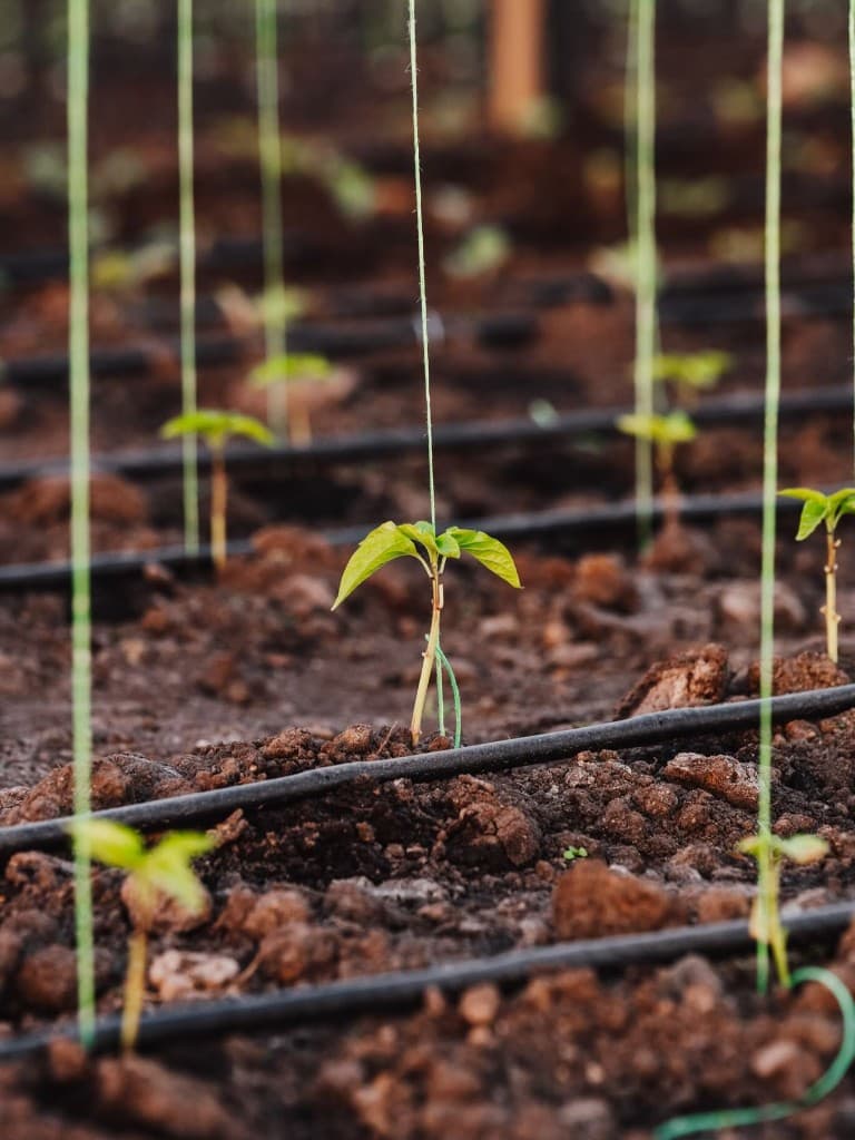Legume organice cultivate la Gabor Farms, Dănila, Suceava
