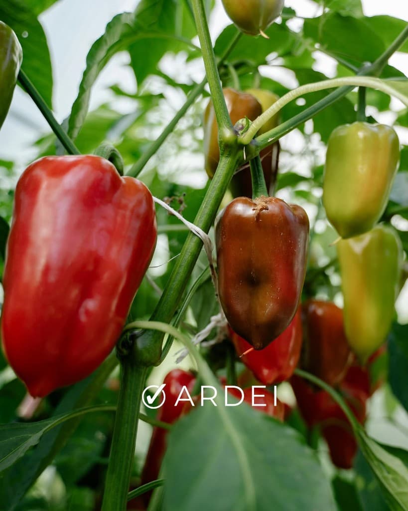 Ardei proaspeți din grădina Gabor Farms