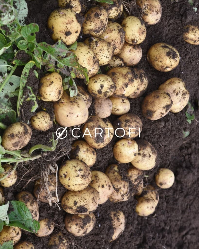 Cartofi proaspeți culeși la Gabor Farms