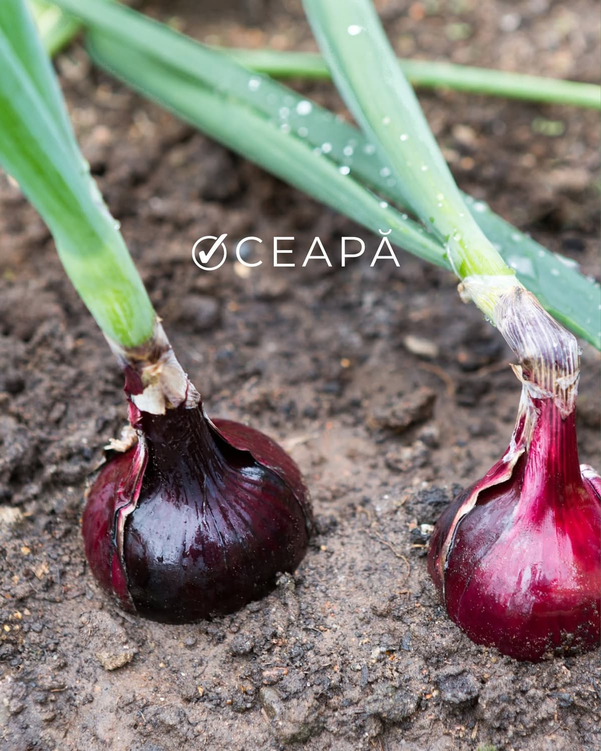 Ceapă roșie