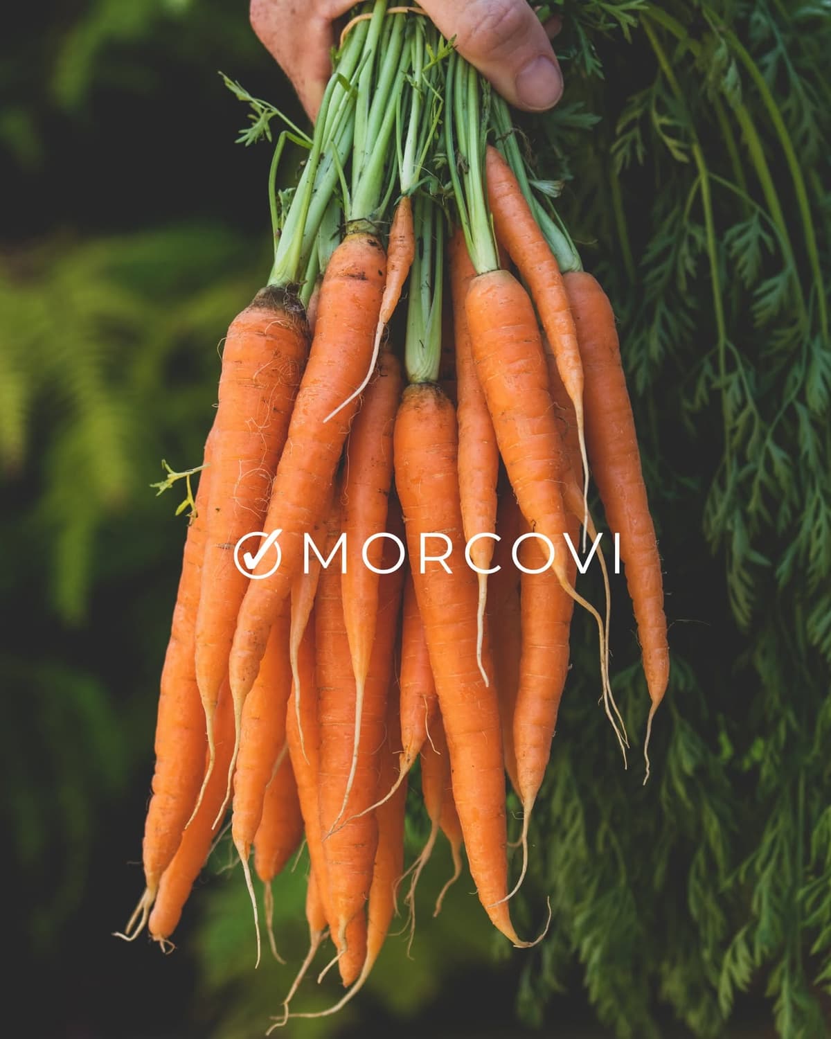 Morcovi