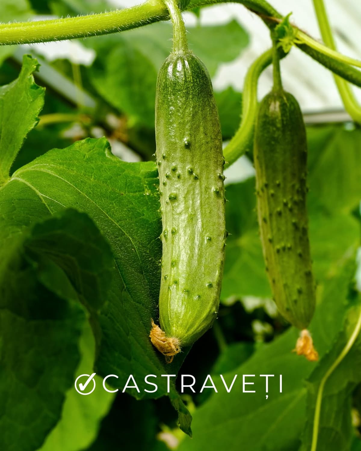 Castraveți
